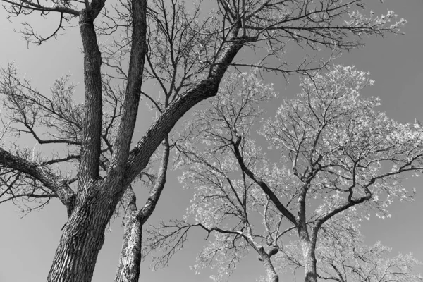 Black White Natural Background Trees — Stockfoto