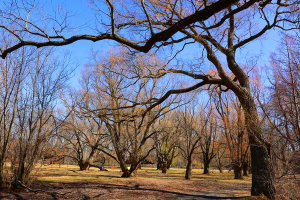 Autumn Landscape Trees Park Fall — Stockfoto