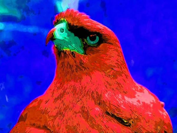 Західний Болотяний Бар Circus Aeruginosus Великий Птах Помірного Субтропічного Заходу — стокове фото