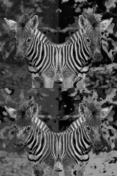 Zebraのサインイラストのポップアートの背景のアイコンとカラースポット — ストック写真