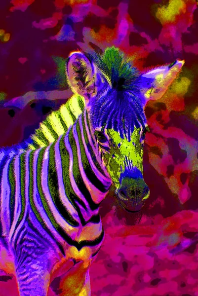 Zebra Tecken Illustration Pop Art Bakgrund Ikon Med Färg Fläckar — Stockfoto