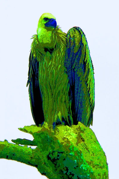 Akbaba Leş Yiyen Kuşlar Renk Lekeli Pop Art Arkaplan Simgesi — Stok fotoğraf