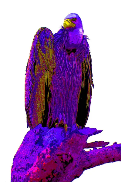 Vulture Scavenging Birds Sign Illustration Pop Art Background Icon Color — Stok fotoğraf