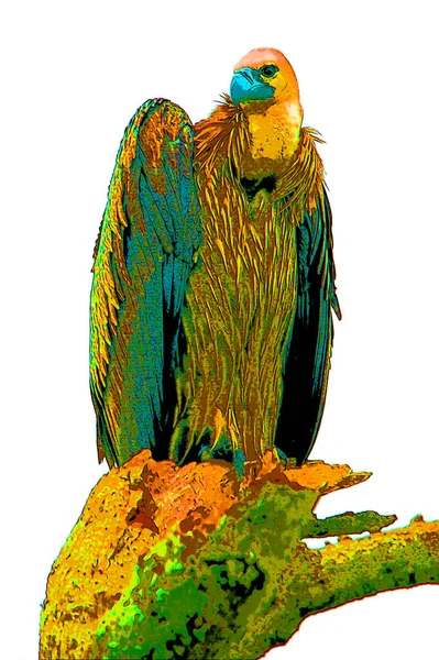 Vulture Scavenging Birds Sign Illustration Pop Art Background Icon Color — Foto Stock