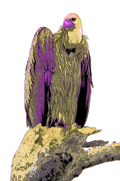 Vulture Scavenging Birds Sign Illustration Pop Art Background Icon Color — Stockfoto