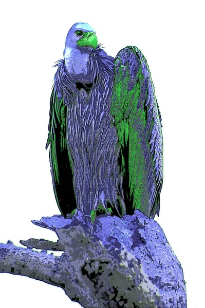 Vulture Scavenging Birds Sign Illustration Pop Art Background Icon Color — Zdjęcie stockowe