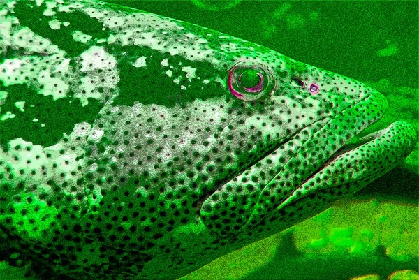 Balık Işareti Resimleme Renk Lekeli Pop Art Arkaplan Simgesi — Stok fotoğraf