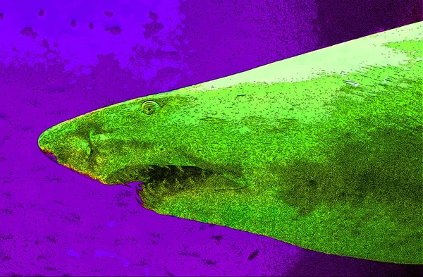 Deniz Balığı Resim Çizimi Renk Lekeli Pop Art Arkaplan Simgesi — Stok fotoğraf