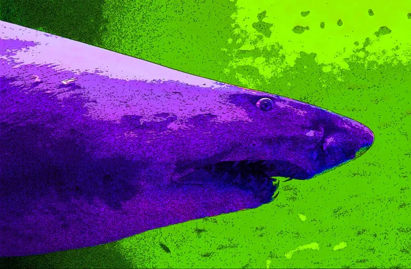 Sea Fish Sign Illustration Pop Art Background Icon Color Spots —  Fotos de Stock