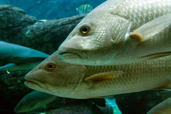 Fish Aquarium Underwater — Fotografia de Stock