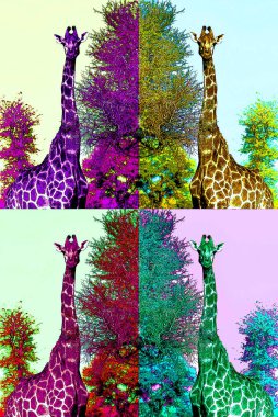 colorful collage set of giraffes in park