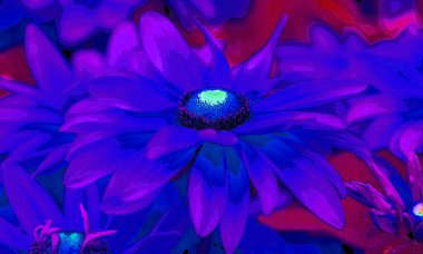 Rudbeckia genellikle koni çiçekleri ve siyah gözlü susanlar olarak adlandırılır; hepsi Kuzey Amerika 'ya özgüdür.
