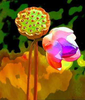 Lotus çiçek işareti resimleme arkaplan simgesi ile canlı renk