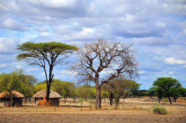 AMBOSELI KENYA 10 13 2011: Masai village Tanzania: Many Maasai tribes throughout Tanzania and Kenya welcome visits to their village to experience their culture, traditions, and lifestyle.