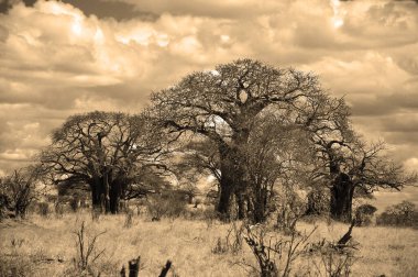 Baobab, Boaboa, şişe ağacı, ters dönmüş ağaç ve Tarangire Ulusal Parkı, Ruaha, Serengeti, Mikumi, Katavi ve Mkomazi 'den sonra Tanzanya' nın en büyük altıncı milli parkıdır.