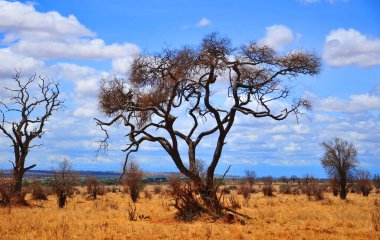 AMBOSELI KENYA 10 2011: Masai köyü Tanzanya: Tanzanya ve Kenya 'daki birçok Masai kabilesi kültürlerini, geleneklerini ve yaşam tarzlarını tecrübe etmek için köylerine hoş geldiniz.