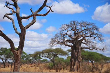 Baobab, Boaboa, şişe ağacı, ters dönmüş ağaç ve Tarangire Ulusal Parkı, Ruaha, Serengeti, Mikumi, Katavi ve Mkomazi 'den sonra Tanzanya' nın en büyük altıncı milli parkıdır.