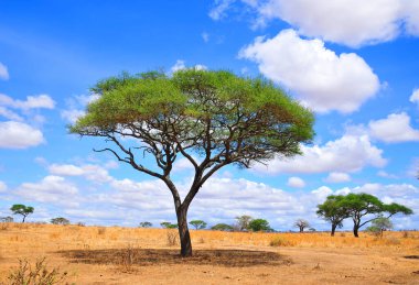 AMBOSELI KENYA 10 2011: Masai köyü Tanzanya: Tanzanya ve Kenya 'daki birçok Masai kabilesi kültürlerini, geleneklerini ve yaşam tarzlarını tecrübe etmek için köylerine hoş geldiniz.