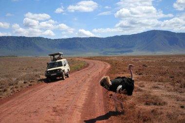 SERENGETI NATIONAL PARK 10 12 2011: Tourists in a car looking for Ostrich crossing during a typical day of a safari