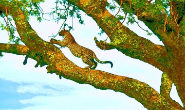 Afrika 'da ağaçtaki leopar, renk lekeli pop-art arkaplan simgesi imzalıyor