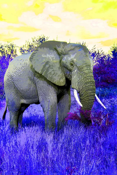 Pop Art Asian Elephant Icon Color Spots — Fotografia de Stock