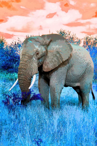 Pop Art Asian Elephant Icon Color Spots — стоковое фото