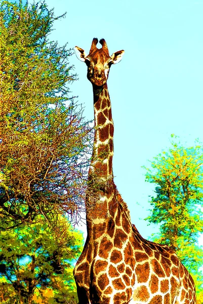 Žirafa Znamení Ilustrace Pop Art Pozadí Ikona Barevnými Skvrnami — Stock fotografie