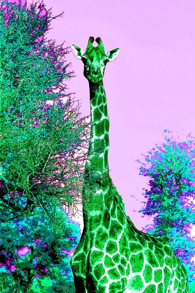 Giraffe Sign Illustration Pop Art Background Icon Color Spots — Stock Fotó