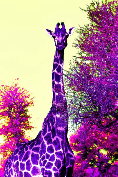 Giraffe Sign Illustration Pop Art Background Icon Color Spots — Foto Stock
