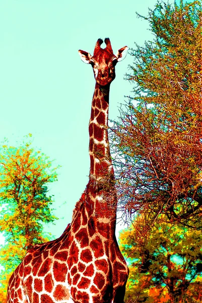 Giraffe Teken Illustratie Pop Kunst Achtergrond Pictogram Met Kleurvlekken — Stockfoto
