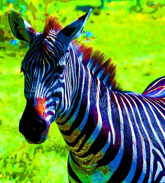 Zebra Head Sign Illustration Pop Art Background Icon Color Spots —  Fotos de Stock