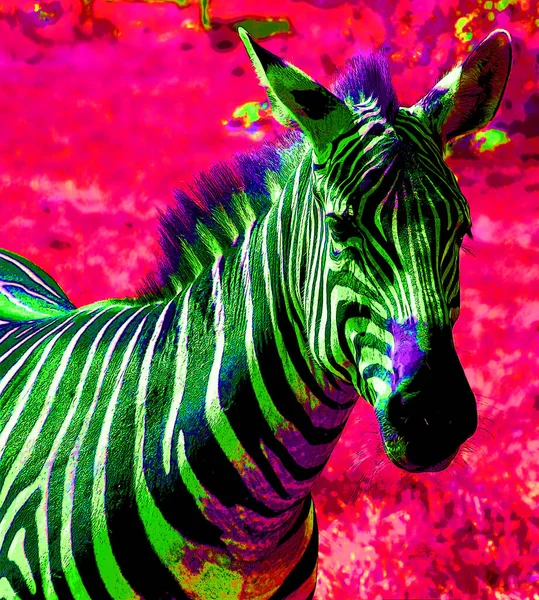Zebra Fej Jel Illusztráció Pop Art Háttér Ikon Színes Foltok — Stock Fotó