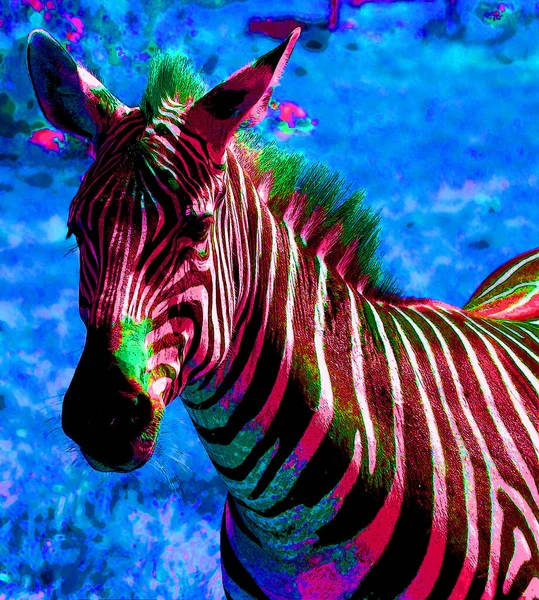 Zebra Baş Işareti Illüstrasyon Renk Lekeli Pop Sanat Arkaplan Simgesi — Stok fotoğraf