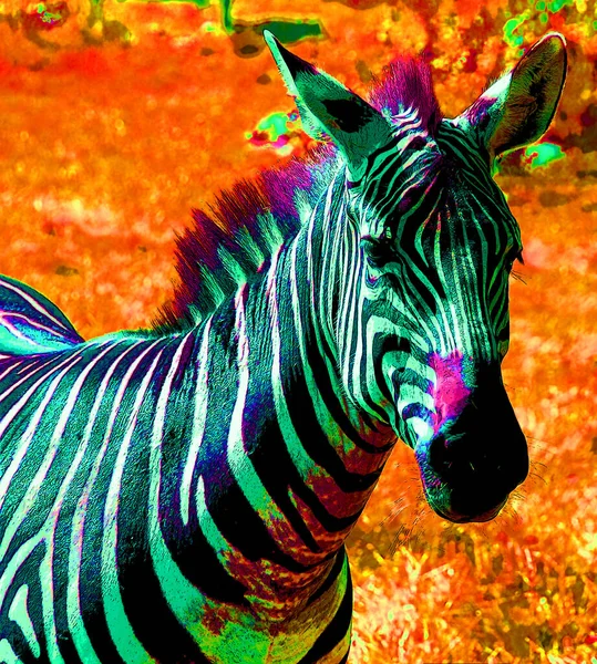 Zebra Fej Jel Illusztráció Pop Art Háttér Ikon Színes Foltok — Stock Fotó