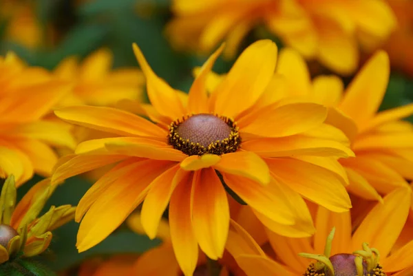 Rudbeckia Commonly Called Coneflowers Black Eyed Susans All Native North — Foto de Stock