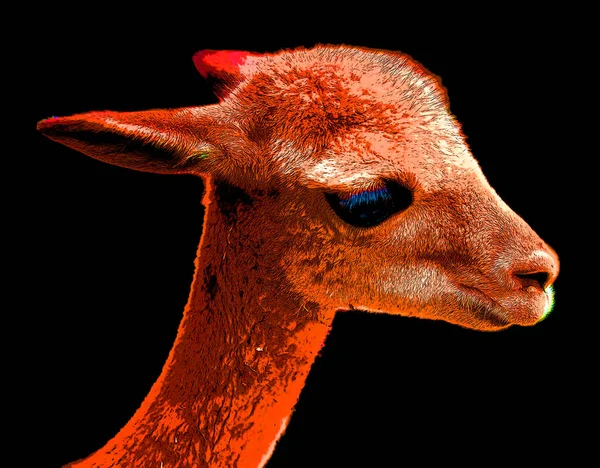 Vicuña Vicugna Vicugna Vicuña Uno Los Dos Camélidos Salvajes Sudamericanos — Foto de Stock