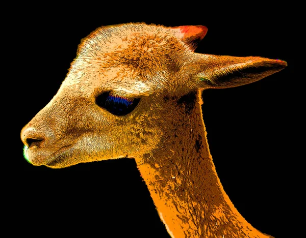 Vicuna Vicugna Vicugna Uno Dei Due Camelidi Selvatici Sudamericani Che — Foto Stock