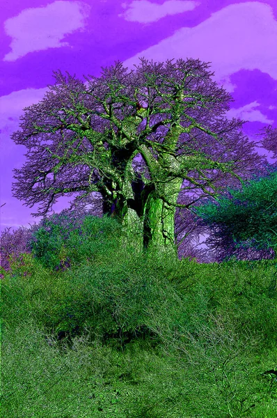 Baobab Boab Boaboa Bottle Tree Upside Tree Monkey Bread Tree — Stockfoto