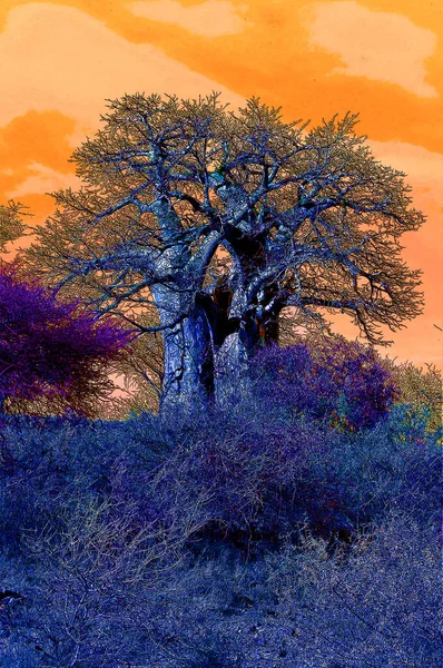 Baobab Boab Boaboa Bottle Tree Upside Tree Monkey Bread Tree — стоковое фото