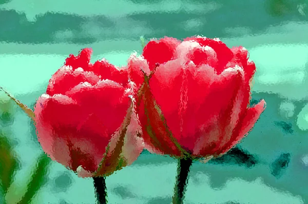 Тюльпани Багаторічна Громіздка Рослина Ефектними Квітами Роду Tulipa Яких 109 — стокове фото