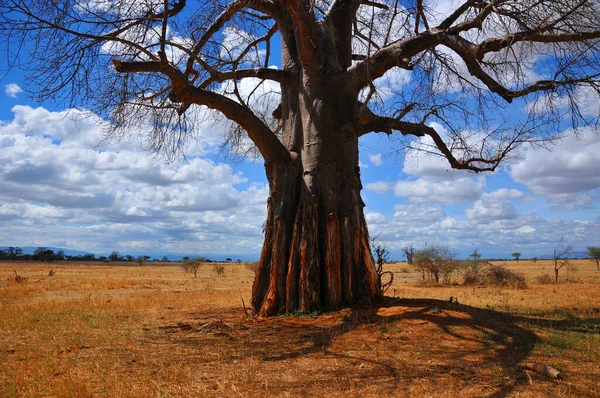 Baobab Boaboa Şişe Ağacı Ters Dönmüş Ağaç Tarangire Ulusal Parkı — Stok fotoğraf