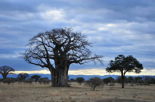 Baobab Boab Boaboa Şişe Ağacı Ters Dönmüş Ağaç Maymun Ekmek — Stok fotoğraf