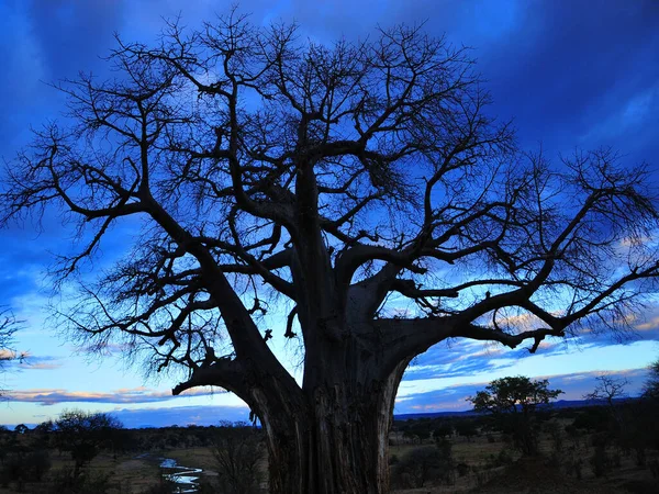 Baobab Boab Boaboa Şişe Ağacı Ters Dönmüş Ağaç Maymun Ekmek — Stok fotoğraf