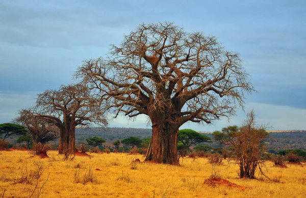 Paisaje baobab Stock Photos, Royalty Free