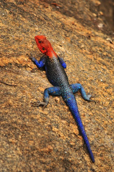 Lizard Rock Sign Illustration Pop Art Background Icon Color Spots — Foto Stock