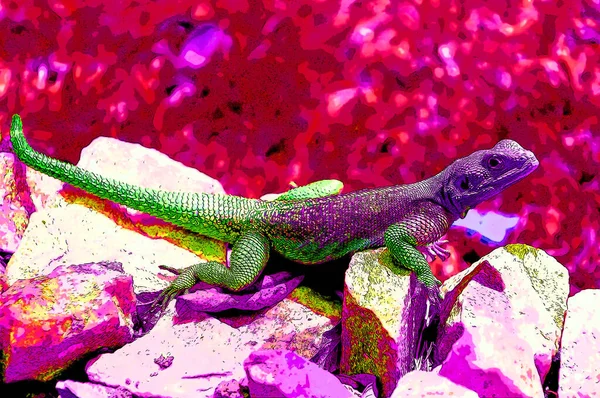 Lizard Rock Sign Illustration Pop Art Background Icon Color Spots — ストック写真