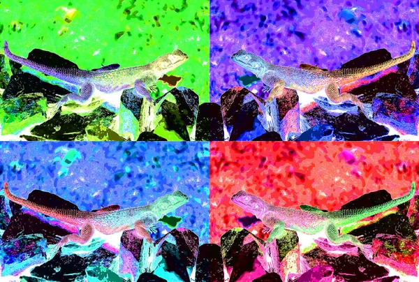 Kaya Işareti Üzerindeki Kertenkele Renk Lekeli Pop Art Arkaplan Simgesi — Stok fotoğraf