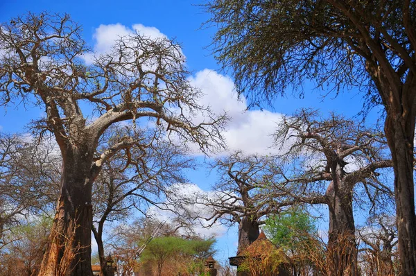 Baobab Boab Boaboa Árbol Botella Árbol Revés Árbol Pan Mono — Foto de Stock