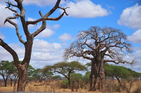 Baobab Boaboa Şişe Ağacı Ters Dönmüş Ağaç Tarangire Ulusal Parkı — Stok fotoğraf