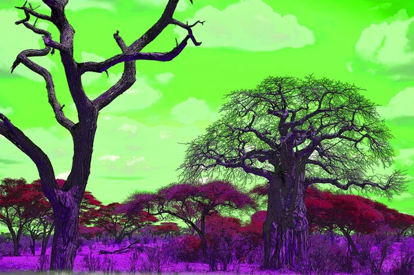 Baobab Boab Boaboa Árbol Botella Árbol Revés Árbol Pan Mono —  Fotos de Stock